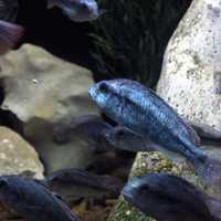 Degeni Cichlid