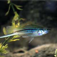 A freshwater fish with long tail