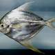American harvestfish - Peprilus paru