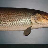 Arapaima