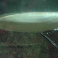 Arowana