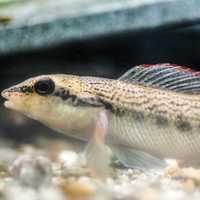 Ashy Darter fish Close Up