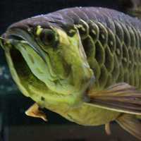 Asian Arowana