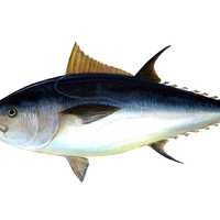 Atlantic Bluefin Tuna - Thunnus thynnus