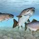 Atlantic Salmon in a Group -- Salmo salar