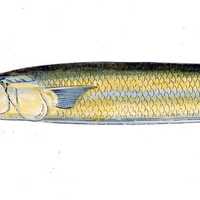 Atlantic Saury - Scomberesox saurus