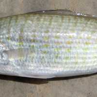 Australian herring - Arripis georgianus