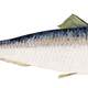 Baltic Herring, a subspecies of Atlantic Herring - Clupea harengus