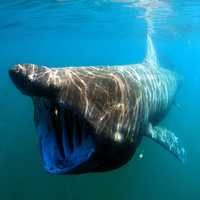 Basking Shark - Cetorhinus maximus