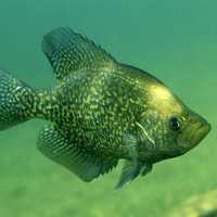 Black Crappie - Pomoxis nigromaculatus