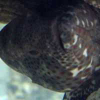 Black Grouper