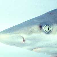 Black Nose Shark - Carcharhinus acronotus