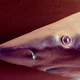 Black Nose Shark - Carcharhinus acronotus