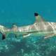 Blacktip Reef Shark - Carcharhinus melanopterus