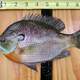 Bluegill - Lepomis macrochirus