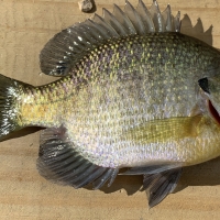 Bluegill 7 incher