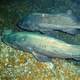 Bocaccio rockfish - Sebastes paucispinis