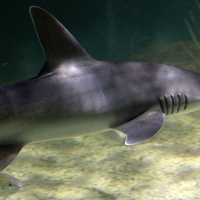 Bonnethead Shark