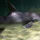 Bonnethead Shark