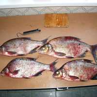 Bream Fish 