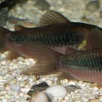 Bronze Corydoras - Corydoras aeneus