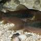 Bronze Corydoras - Corydoras aeneus