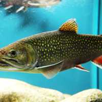 Brook Trout in Aquarium - Salvelinus fontinalis