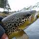 Brown Trout caught by Angler