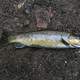 Brown Trout -- Salmo trutta