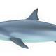 Drawing of a Bull Shark - Carcharhinus leucas