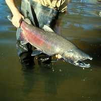 Captured Chinook Salmon - Oncorhynchus tshawytscha