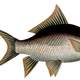 Catla or Indian Carp - Catla catla