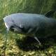 Channel Catfish - Ictalurus punctatus