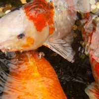 Close-up of Koi Fish