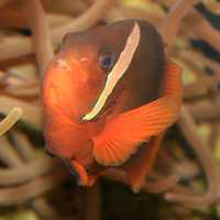 Clownfish