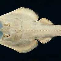 Clubnose Guitarfish