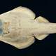 Clubnose Guitarfish