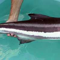 Cobia - Rachycentron canadum