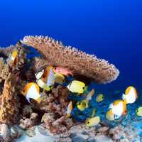 Color Marine Fish on the Reef in the ocean