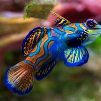 Colorful Mandarin Fish