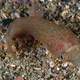Connemara clingfish - Lepadogaster candolii