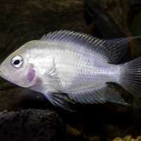 Convict cichlid - Amatitlania nigrofasciata