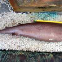 Cookiecutter Shark or Cigar Shark - Isistius brasiliensis