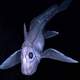 Deep-sea chimaera