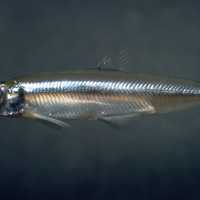 Delta Smelt - Hypomesus transpacificus