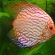 The discus Fish - Symphysodon