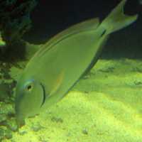 Doctorfish