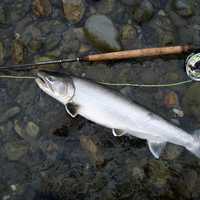 Dolly Varden - Salvelinus malma