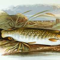 Drawing of a Northern Pike