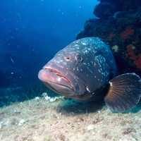 Dusky Grouper - Epinephelus marginatus